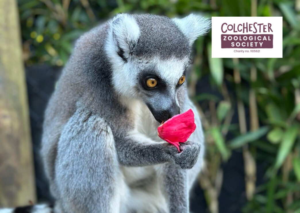 Colchester Zoo competition Essex