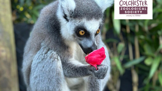 Colchester Zoo competition Essex