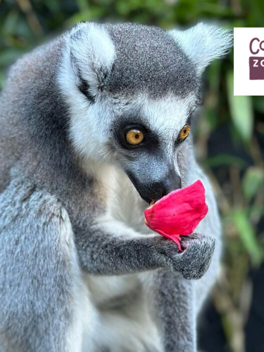 Colchester Zoo competition Essex