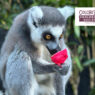 Colchester Zoo competition Essex