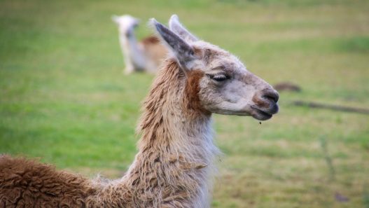 See the Llamas at Pets Corner, Harlow